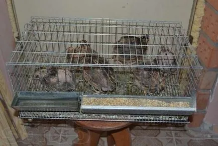 Cuști pentru desene de prepelita propriile mâini, diagrame, consiliere (prepelita) Colivii pentru prepelițe propriile mâini desene, diagrame, sfaturi
