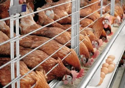 Cuști pentru pui, găini ouătoare și pui de carne de desene cu propriile sale mâini (pui de carne) Cuști pentru pui, găini ouătoare și pui de carne de desene cu propriile sale mâini