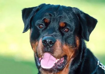 Poreclele de câini din rasele de talie mare (50 poze) pentru Shepherd Boy german, pentru a lupta cu un sentiment de copii