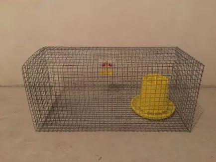 Cuști pentru pui, găini ouătoare și pui de carne de desene cu propriile sale mâini (celule) Cuști pentru pui, găini ouătoare și pui de carne de desene cu propriile sale mâini