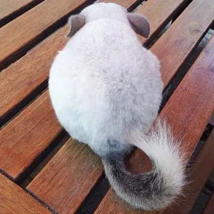 Pseudonimele și numele pentru băieți și fete chinchilla (animale) Pseudonimele și numele pentru băieți și fete chinchilla