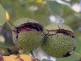 Plantele de interior - copaci, specii și varietăți lor, altoire (arbori de interior) Plantele de interior - copaci, specii și varietăți lor, transplantarea