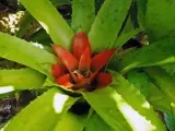 Plantele de interior - copaci, specii și varietăți lor, altoire (copaci sădite este suficient) Plantele de interior - copaci, specii și varietăți lor, transplantarea
