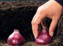 Când să planteze zambile