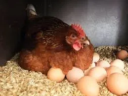 Când oamenii încep să se grăbească găini ouătoare puicuțe (puicuțe) Când oamenii încep să se grăbească puicuțe găinile ouătoare