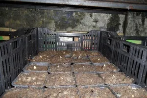 Atunci când este posibil să se planteze zambile în grădină - primăvara sau toamna
