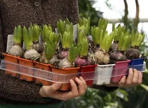 Când și cum zambile plantate în teren deschis plantarea în special în primăvară floare plantelor,