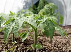 Când plantarea răsadurilor de ardei, tomate, vinete și castraveți, fermă de casă