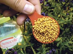 Când și cum zambile plantate în teren deschis plantarea în special în primăvară floare plantelor,