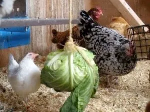 Hrană pentru găini ouătoare prețul de produs gata și autodidact (hrana pentru animale) Hrană pentru găinile ouătoare costul produsului finit și de casă