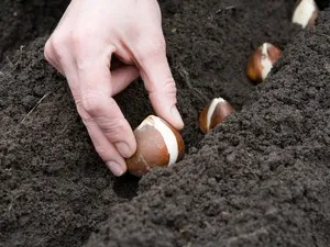 Când și cum zambile plantate în teren deschis plantarea în special în primăvară floare plantelor,