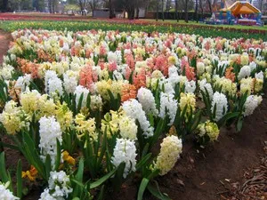 Când și cum zambile plantate în teren deschis plantarea în special în primăvară floare plantelor,