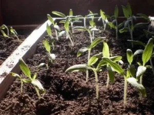 Atunci când se plantează răsaduri de ardei, tomate, vinete și castraveți, home-ferma (ardei) Când plantarea răsadurilor de ardei, tomate, vinete și castraveți, fermă de casă
