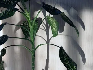 Plantele de interior - copaci, specii și varietăți lor, altoire (copaci sădite este suficient) Plantele de interior - copaci, specii și varietăți lor, transplantarea