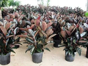 Plantele de interior - copaci, specii și varietăți lor, replantare (copaci) Plantele de interior - copaci, specii și varietăți lor, transplantarea