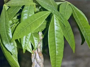 Plantele de interior - copaci, specii și varietăți lor, altoire (copaci sădite este suficient) Plantele de interior - copaci, specii și varietăți lor, transplantarea