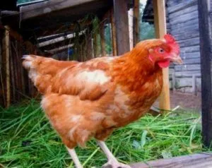 Hrană pentru găinile ouătoare și prețul produsului finit este de casă (prepararea hranei pentru găinile ouătoare) Hrană pentru găinile ouătoare costul produsului finit și de casă