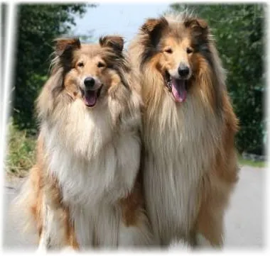 Collie (Collie) o descriere a rasei cu fotografii, alegerea unui catelus, natura si boala