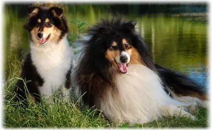 Collie (Collie) o descriere a rasei cu fotografii, alegerea unui catelus, natura si boala