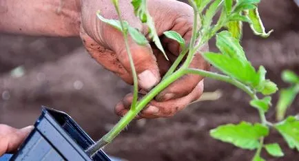 Atunci când plantate într-un răsad de tomate cu efect de seră murături off timp de rodirea de tomate, atât de plante și (plantare) Când a planta tomate în seră ca o pauza de pe răsaduri, în timp ce roșii fruiting, cum să planteze și