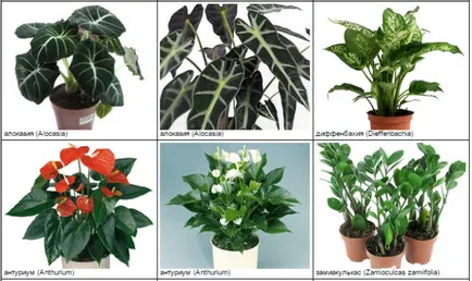 ghivece cu plante, periculoase pentru pisici