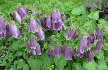 Bluebells flori, idei frumoase pentru gradina