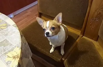 Când urechile Chihuahua se ridice în picioare și a pus fotografiile și videoclipurile lor (stand) Când urechile Chihuahua se ridice în picioare și cum să pună fotografiile și videoclipurile