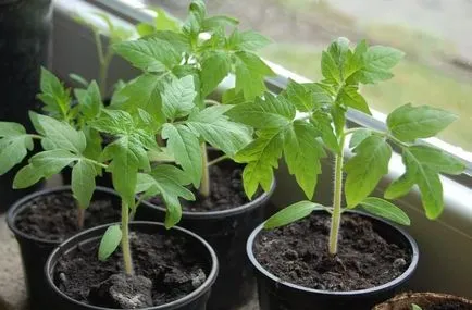 Atunci când plantate într-un răsad de tomate cu efect de seră murături off timp de rodirea de tomate, atât de plante și (tomate) Când a planta tomate în seră ca o pauza de pe răsaduri, în timp ce roșii fruiting, cum să planteze și