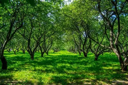 Kolomenskoye - Muzeu-Reserve, o plimbare în parc, București