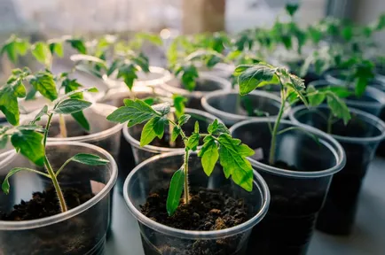 Când a planta tomate în seră ca pământul și rupe, se adună la fructificare,