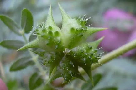 Prickly plantelor - apa - sursa de frumusete si tineret (nume de plante foto) Prickly plantelor - apa - sursa de frumusețe și de tineret