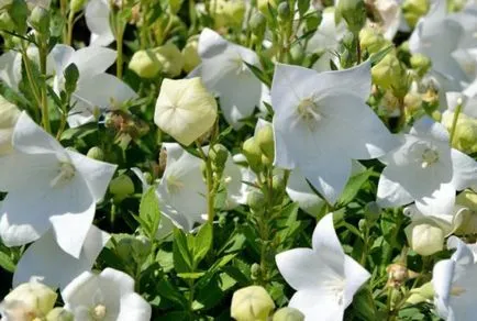 Clopote cultivare perene și de îngrijire de flori (în creștere) Bells cultivare perene și de îngrijire de flori
