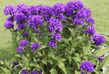 Bluebells flori, idei frumoase pentru gradina