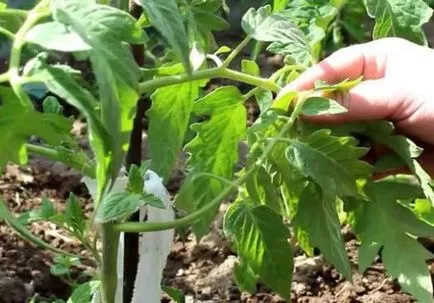 Când a planta tomate în seră ca pământul și rupe, se adună la fructificare,