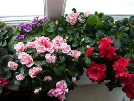 ghivece cu plante, periculoase pentru pisici