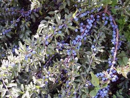 Înțepător plantelor - apa - sursa de frumusețe și tineret (plante) Prickly plantelor - apa - sursa de frumusețe și de tineret