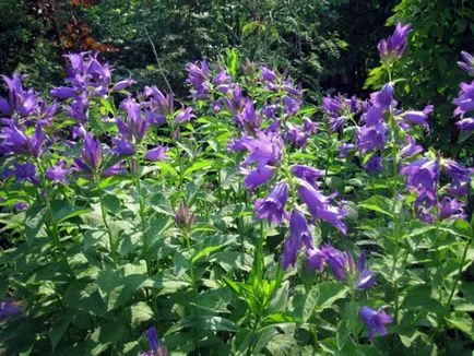 Clopote cultivare perene și de îngrijire de flori (în creștere) Bells cultivare perene și de îngrijire de flori
