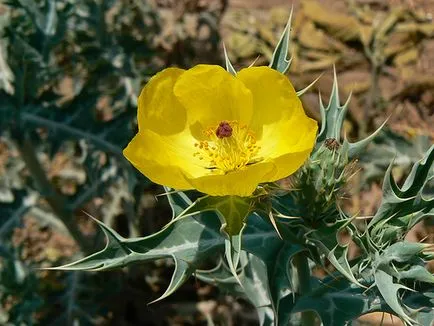 Prickly plantelor - apa - sursa de frumusete si tineret (înțepător) Prickly plantelor - apa - sursa de frumusețe și de tineret