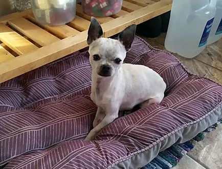 Când urechile Chihuahua se ridice în picioare și a pus fotografiile și videoclipurile lor (de aprovizionare) Când urechile Chihuahua se ridice în picioare și cum să pună fotografiile și videoclipurile