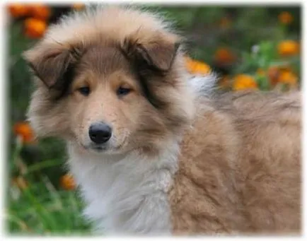 Collie (Collie) o descriere a rasei cu fotografii, alegerea unui catelus, natura si boala