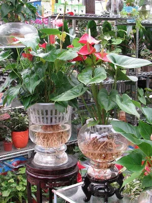 Compozițiile de plante în ghivece în creștere în apă în iaz grădină interioară și apă pe fotografie (culori) Compoziții din plante ghiveci de apă în cultivarea de interior, iar iazul de grădină apos înfățișată