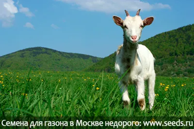 ierburi de nutrețuri, cultură și amestec de iarbă (iarba de gazon pentru a cumpăra) ierburi de nutrețuri, amestecuri de iarbă și cultură