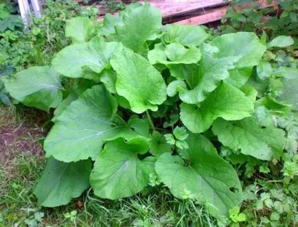 Rădăcină de brusture din beneficii căderea părului, rețete (brusture) rădăcină de brusture din beneficiile caderea parului, retete