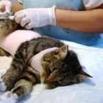 Cat de îngrijire după sterilizare, nu merg la toaleta mult și doarme tot timpul, el a cerut ca pisica