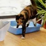 Cat de îngrijire după sterilizare, nu merg la toaleta mult și doarme tot timpul, el a cerut ca pisica