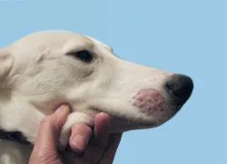 boli cutanate la câini 1