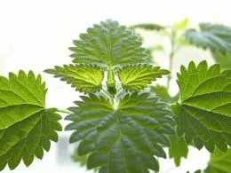 Urzici în timpul iernii, un număr de moduri (conserve urzică) Urzici în timpul iernii, un număr de moduri