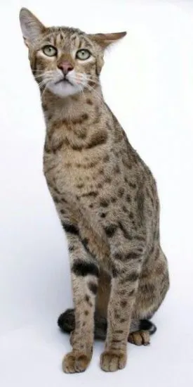 Cat Usher - secolul înșelătorie Articolul