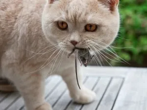 pisici ratcatchers