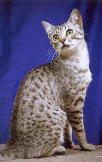 Cat Usher - secolul înșelătorie Articolul